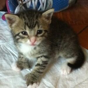 Meet your Posher, Joshua